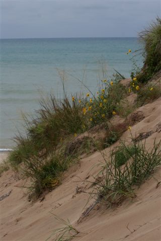 dune flowers.jpg