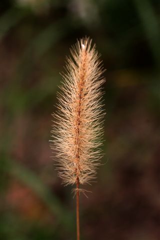 fox tail.jpg