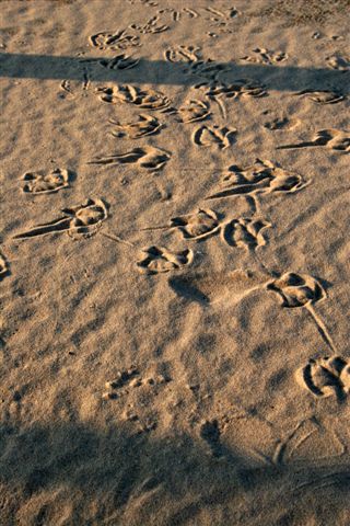 gull tracks 1.jpg
