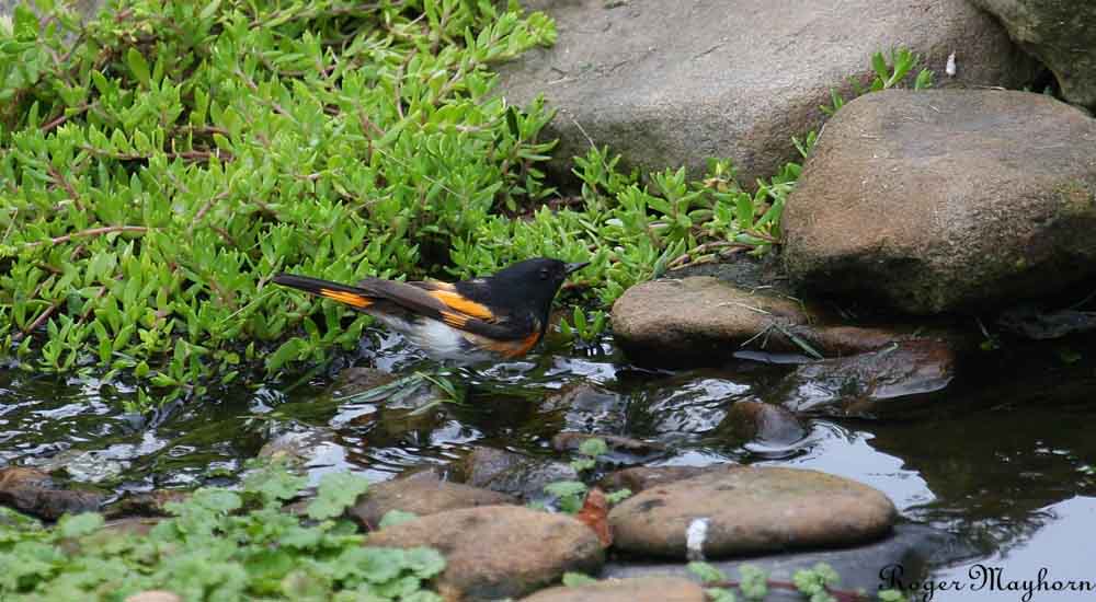 American Redstart - male