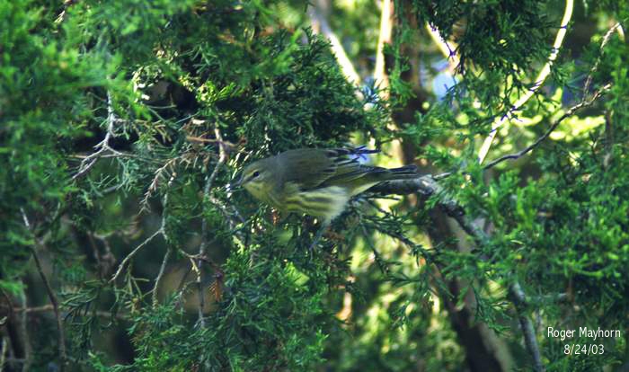 Cape May Warbler - female