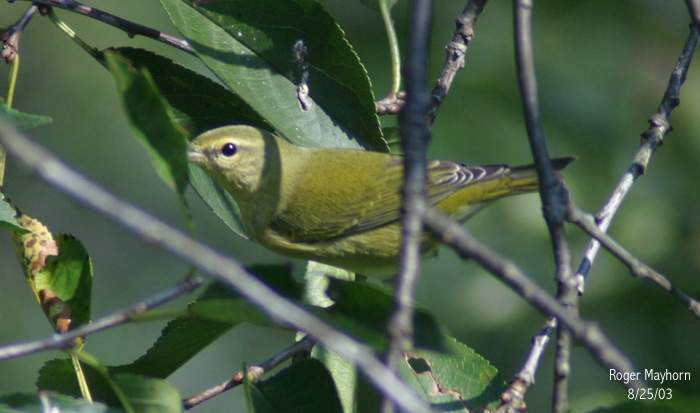 Tennessee Warbler - male