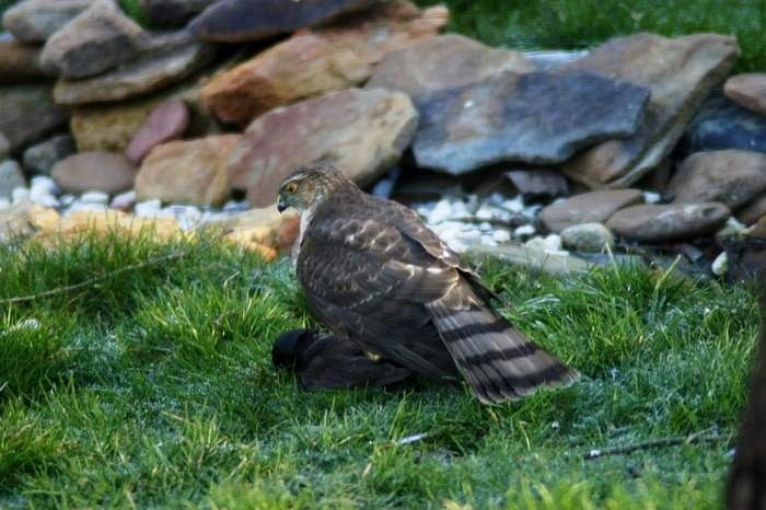 Sharp-shinned Hawk - Immature  female - different pose