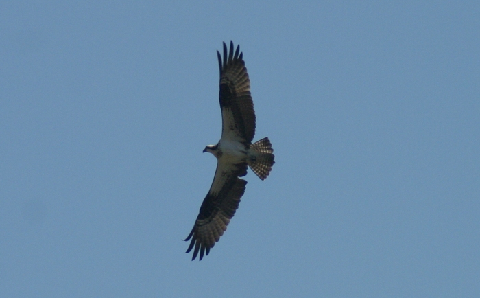 Osprey