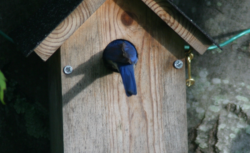  Male Bluebird - Almost in