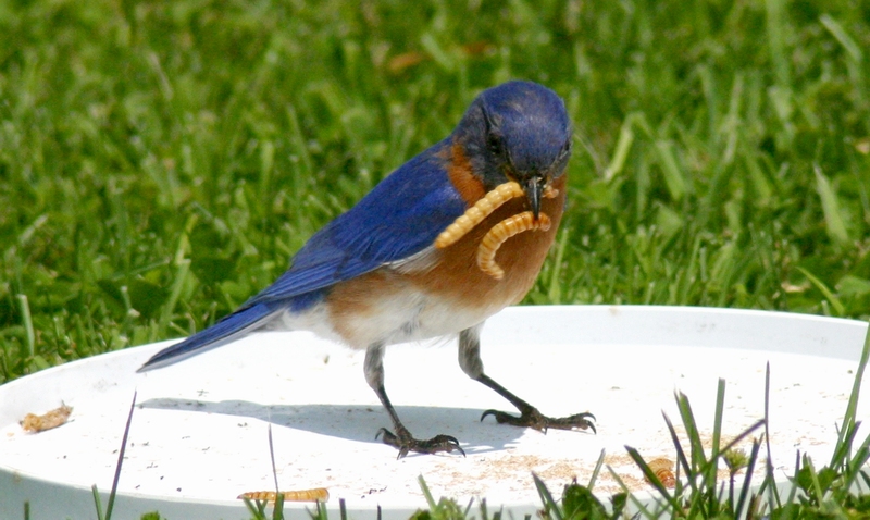 Male Eastern Bluebird - Back for more mealworms