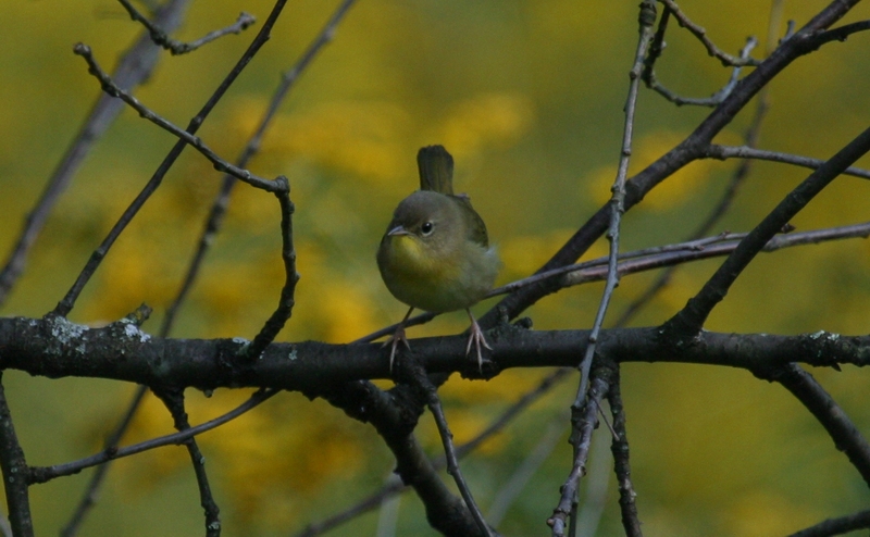 Common Yellowthroat (female)