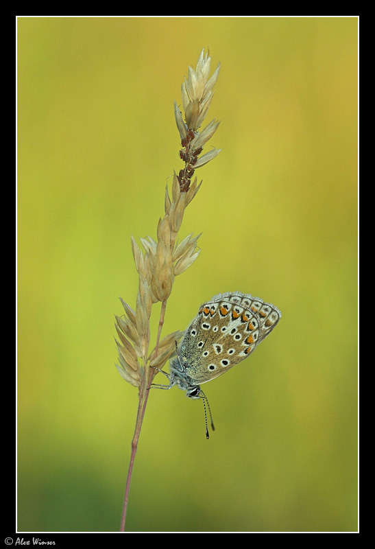 Common Blue (Polyommatus icarus)