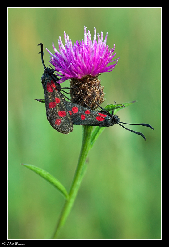 Six-Spot Burnets