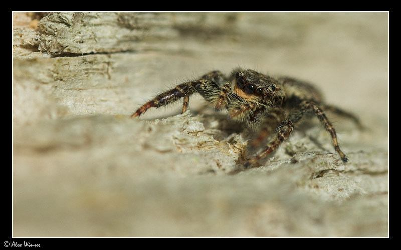 Jumping Spider