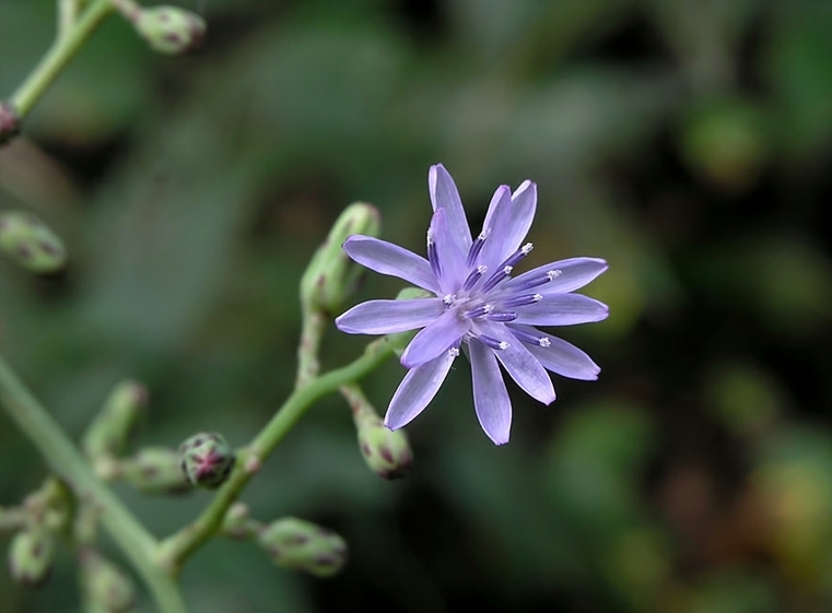 Lactuca floridana