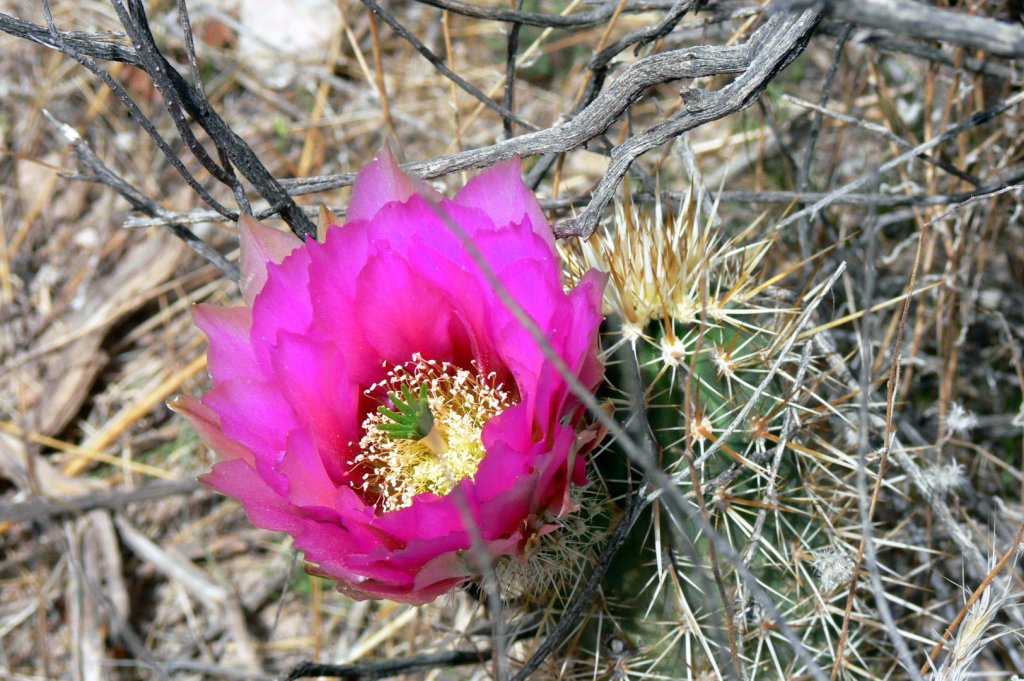 Desert flowers...