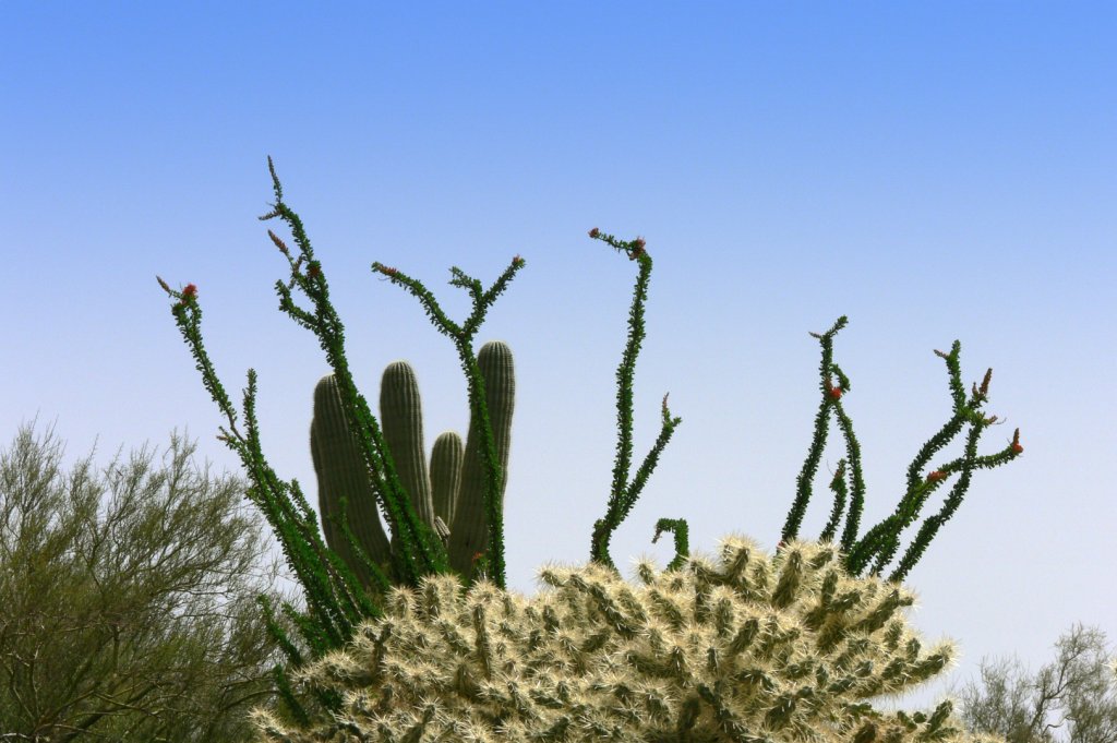 Desert flowers...