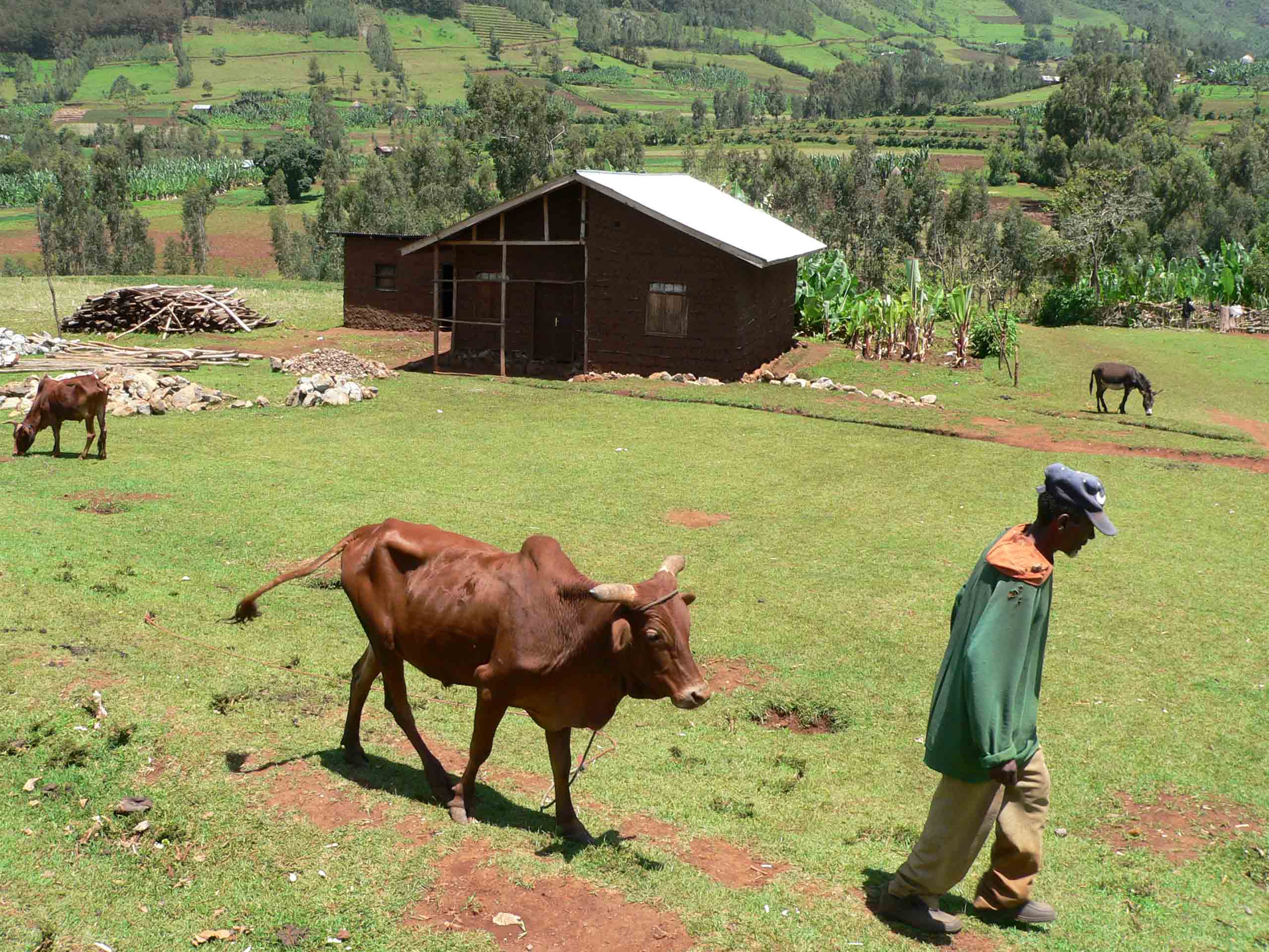 la vache et le fermier.jpg