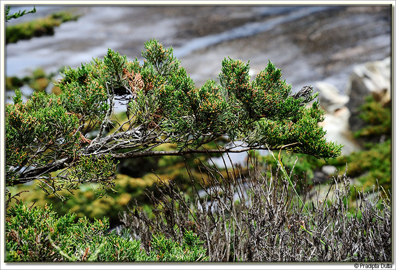 Point Lobos