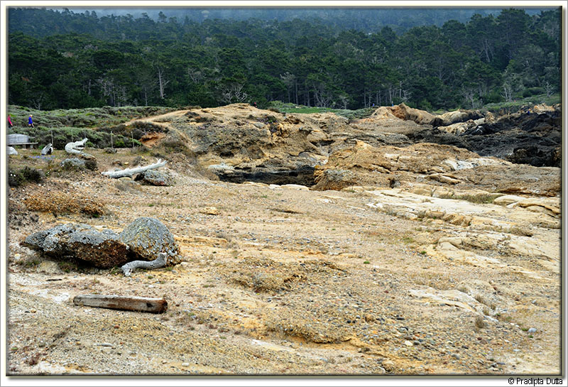 Point Lobos