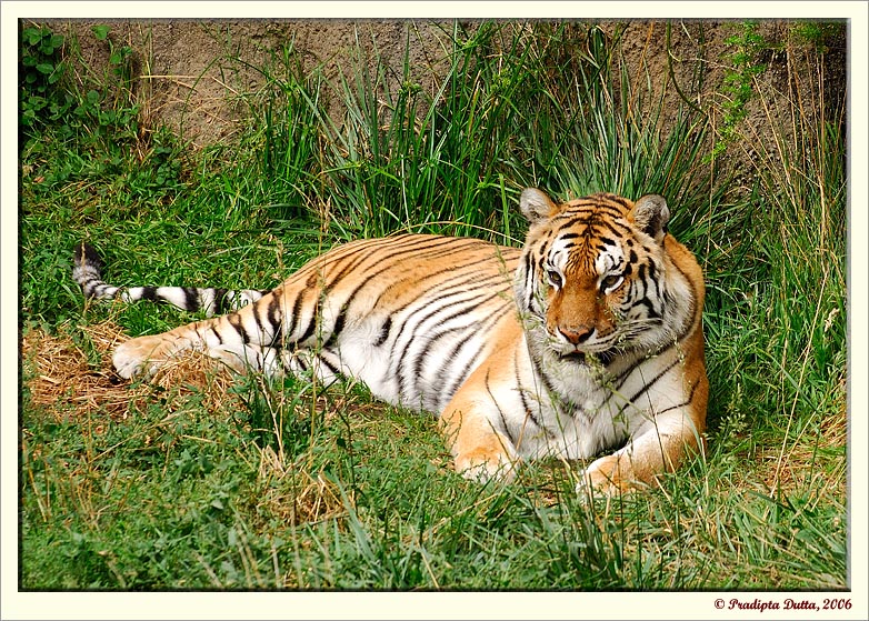 Royal Bengal Tiger