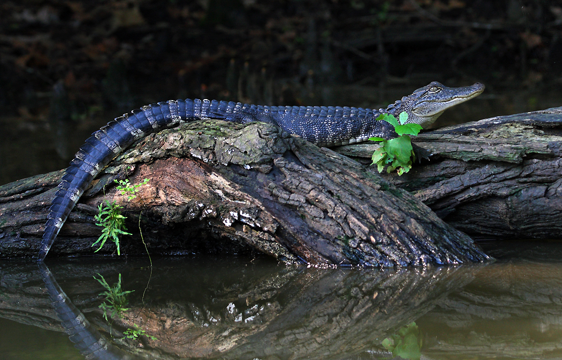 American Alligator