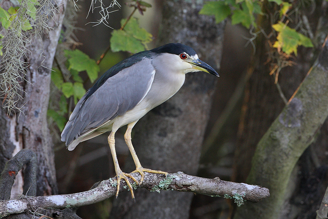 Black Crowned Night Heron