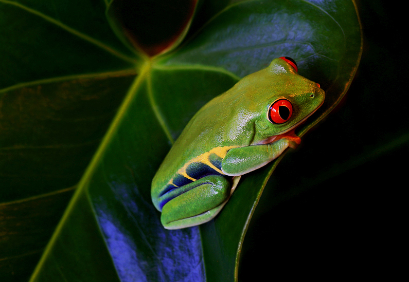 Red eyed Tree Frog