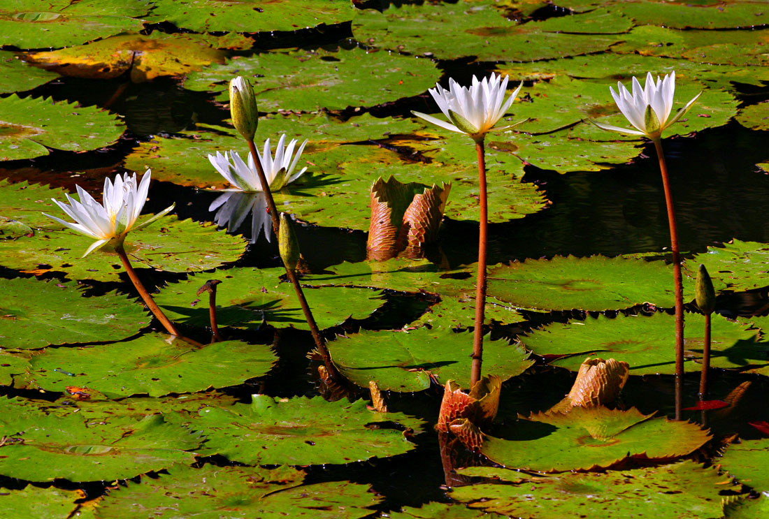 Water Lillies