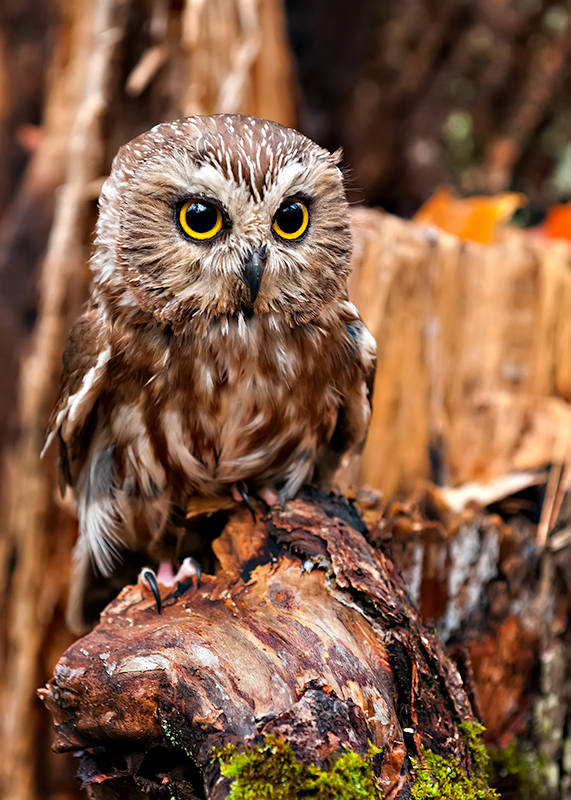 Saw Whet Owl