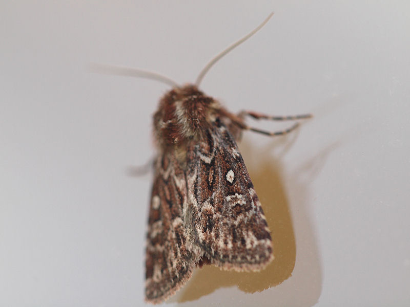 Ljungjordfly - Lycophotia porphyrea - True Lovers knot