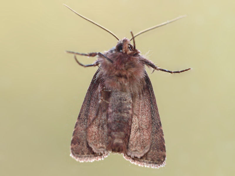 Ljungjordfly - Lycophotia porphyrea - True Lovers knot