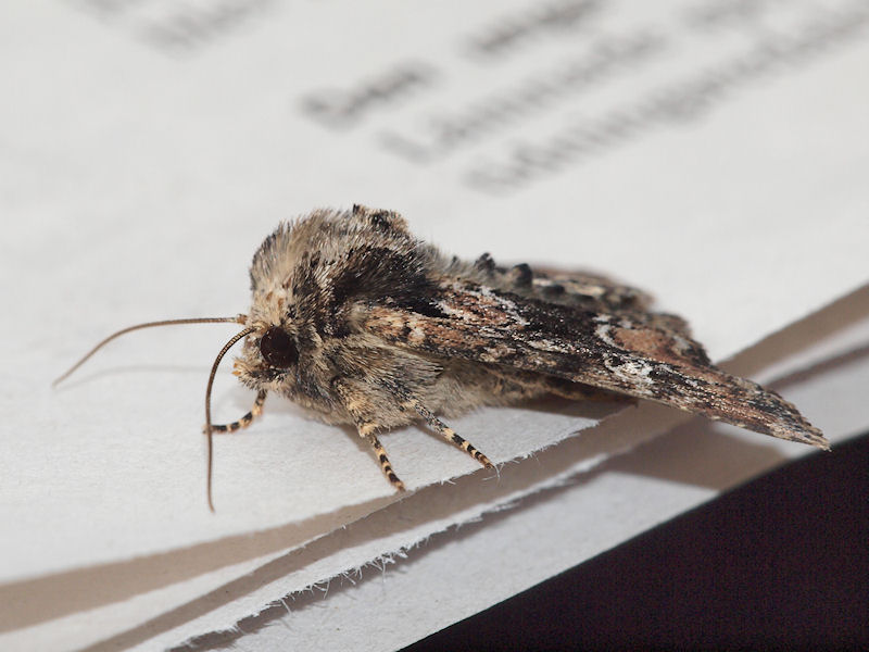 Illyriskt ngsfly - Apamea illyria