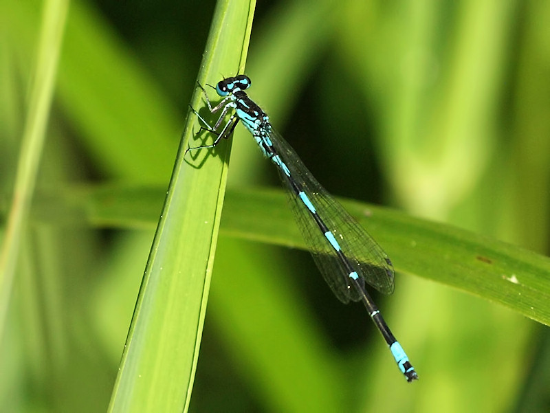Mrk lyrflickslnda - Coenagrion pulchellum - Variable Bluet