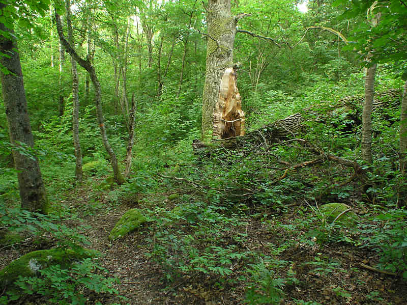 Naturskogen