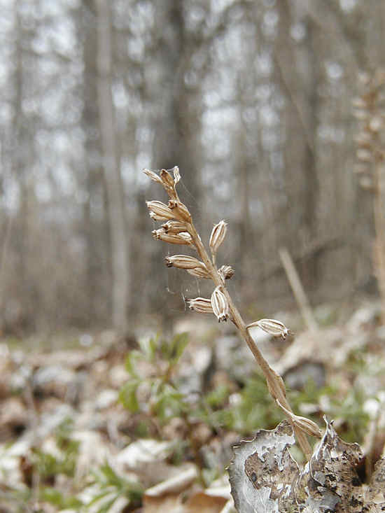 Nstrot. (Neottia nidus-avis)