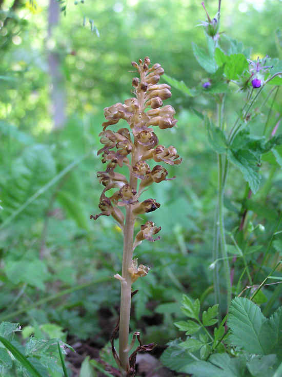 Nstrot. (Neottia nidus-avis)