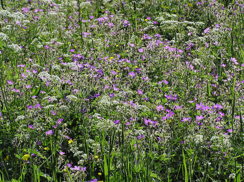 Midsommarblomster och hundkx