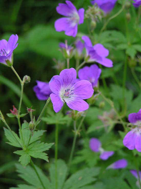Midsommarblomster (Geranium silvaticum)