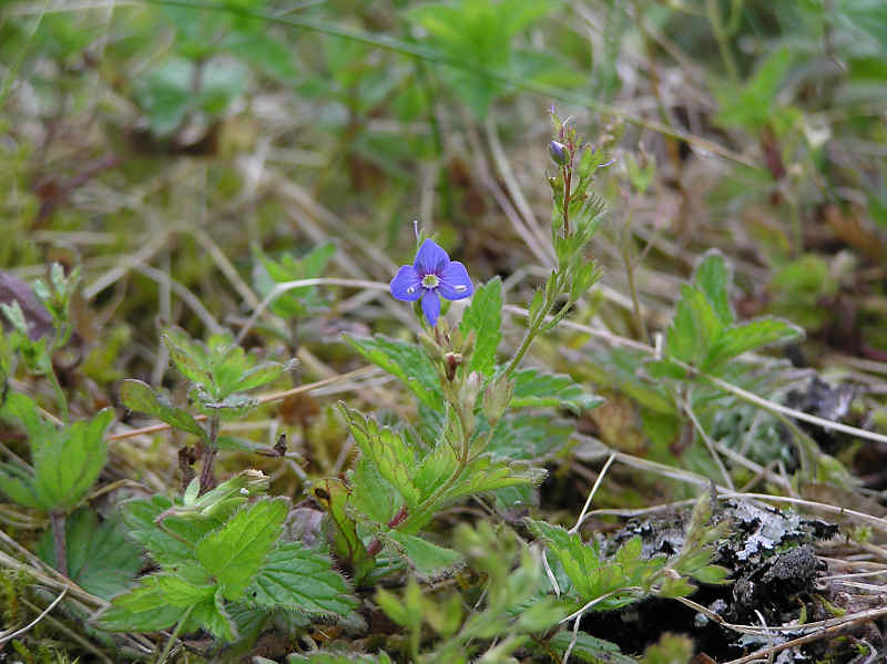 Teveronika (Veronica chamaedrys)