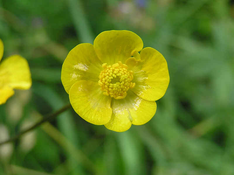 Smrblomma (Ranunculus acris)