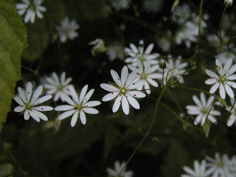 Grsstjrnblomma (Stellaria graminea)