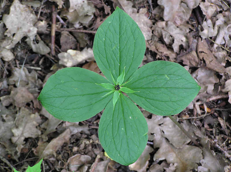 Ormbr (Paris quadrifolia)