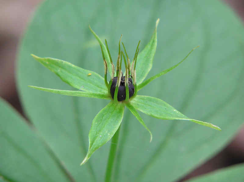 Ormbr (Paris quadrifolia)