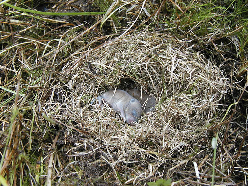 Buskmus (Sicista betulina)
