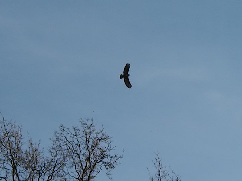 Ormvrk (Buteo buteo)