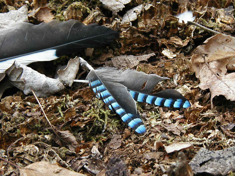 Ntskrika (Garrulus glandarius)