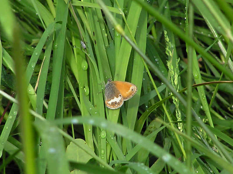 Prlgrsfjril (Coenonympha arcania)