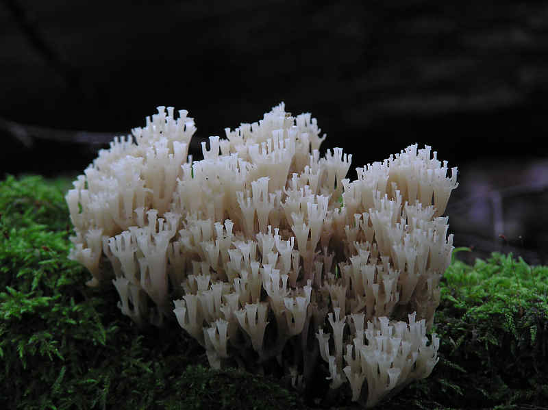 Kandelabersvamp (Clavicorona pyxidata)
