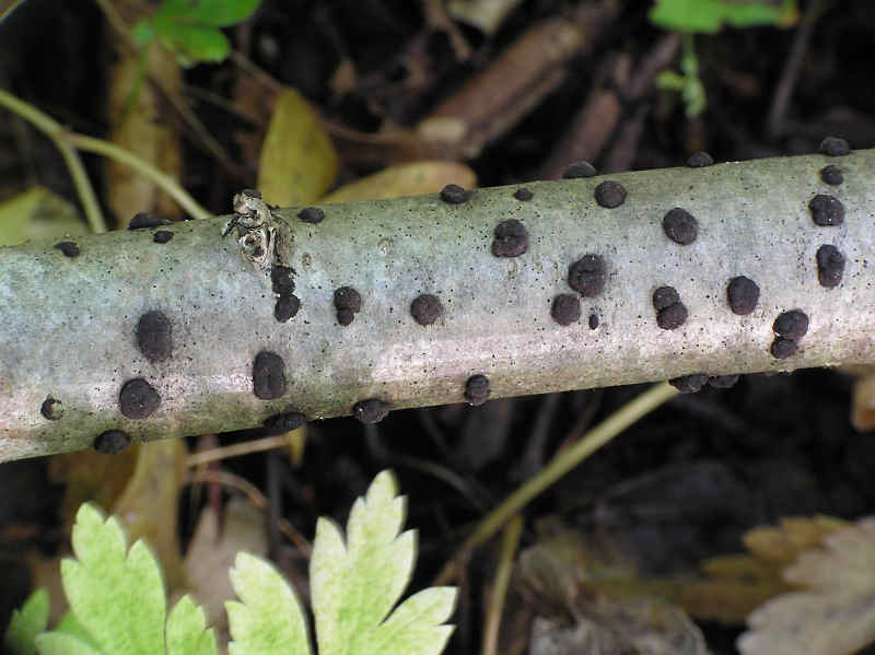 Aldyna (Hypoxylon fuscum)