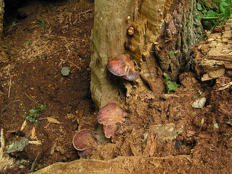 Oxtungsvamp (Fistulina hepatica) Beefsteak fungus
