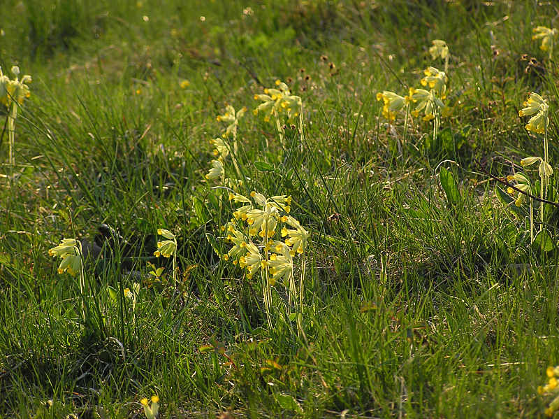 Gullvivor (Primula veris)