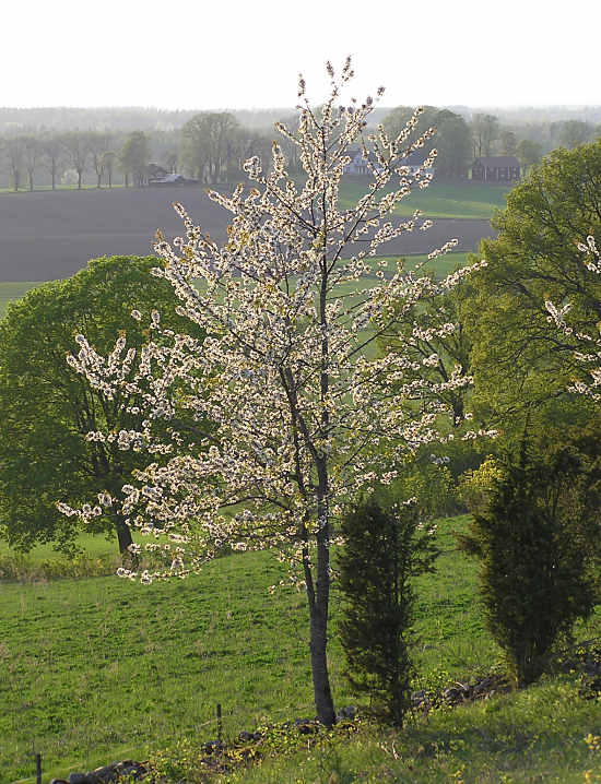 Fgelbr (Prunus avium)