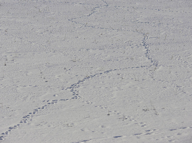 Spr i snn. Tracks in the snow